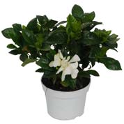 Gardenia jasminoides, Jasmin du Cap / Gardenia jasminoides